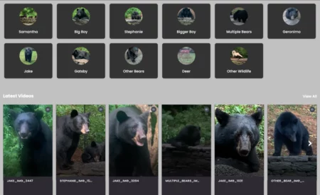 Bear Sense: Premium Subscription Login-Based Wildlife and Photography Streaming Platform